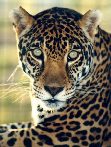 20294-jaguar.jpg