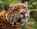220px-Jaguar_at_Edinburgh_Zoo