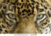 stock-photo-close-up-of-penetrating-eyes-of-a-central-american-jaguar-or-panthera-onca-39317896